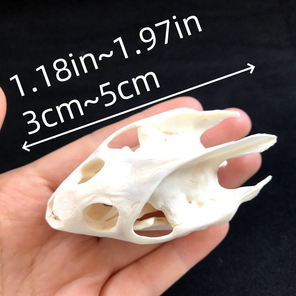 2115 Wholesale series 1/5/10 Pcs Crocodile Skull Artwork Decorative Sculpture Lot Premium Quality Animal Skull Home Decor Science