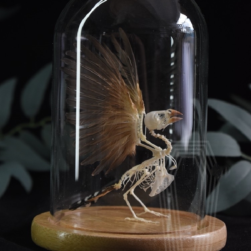 2001 Lifelike Avian Skeleton Replica Resin Cast Gothic Biology Study Non-Biological Specimen Dark Academia Decor Ethical
