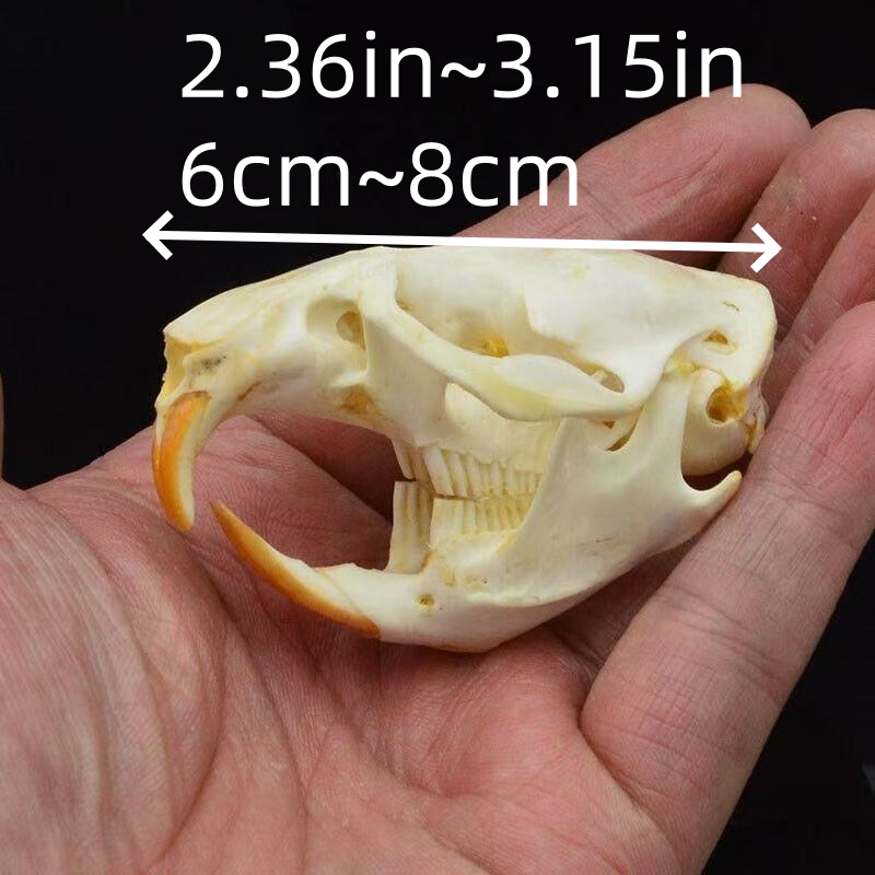 2115 Wholesale series 1/5/10 Pcs Crocodile Skull Artwork Decorative Sculpture Lot Premium Quality Animal Skull Home Decor Science