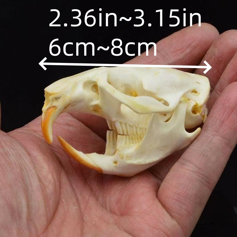 2115 Wholesale series 1/5/10 Pcs Crocodile Skull Artwork Decorative Sculpture Lot Premium Quality Animal Skull Home Decor Science