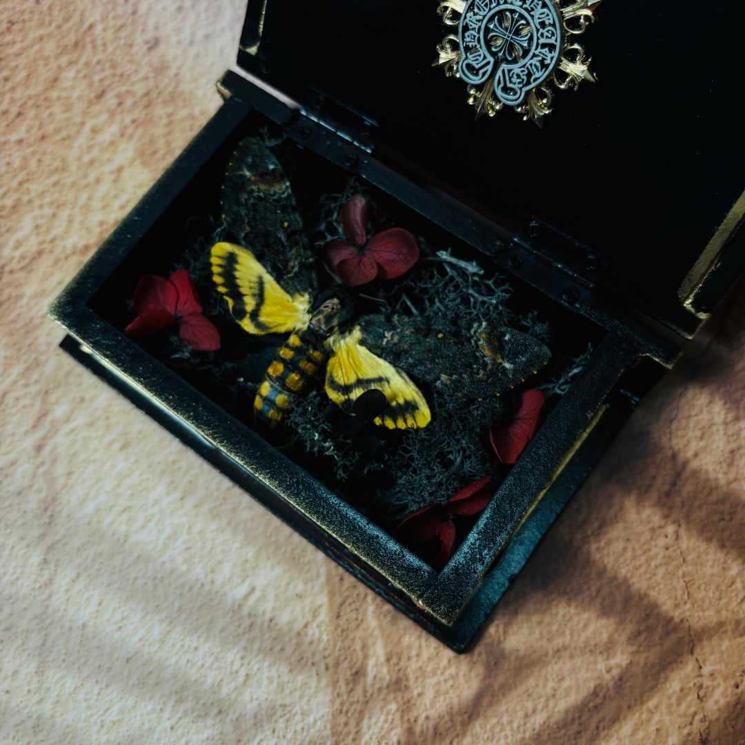 2051 Wholesale series 1/5/10pcs Death-headed Eagle Moth Gift Specimen Painting Gothic Art Creepy Weird Halloween Supplies Silent Lamb