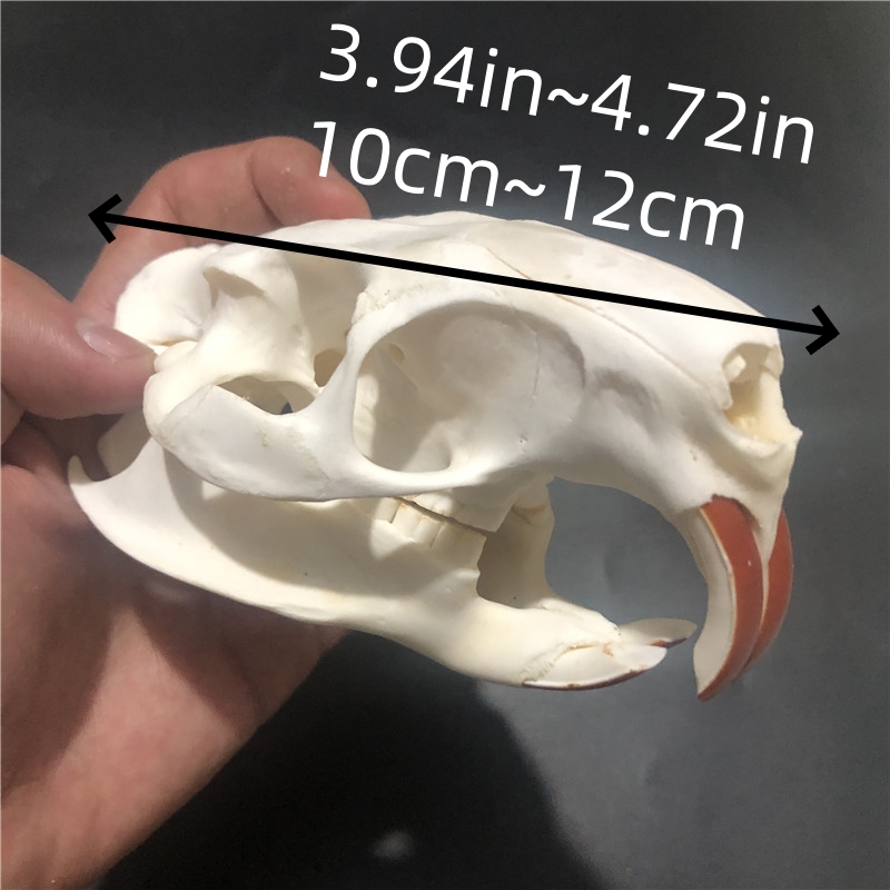 2115 Wholesale series 1/5/10 Pcs Crocodile Skull Artwork Decorative Sculpture Lot Premium Quality Animal Skull Home Decor Science