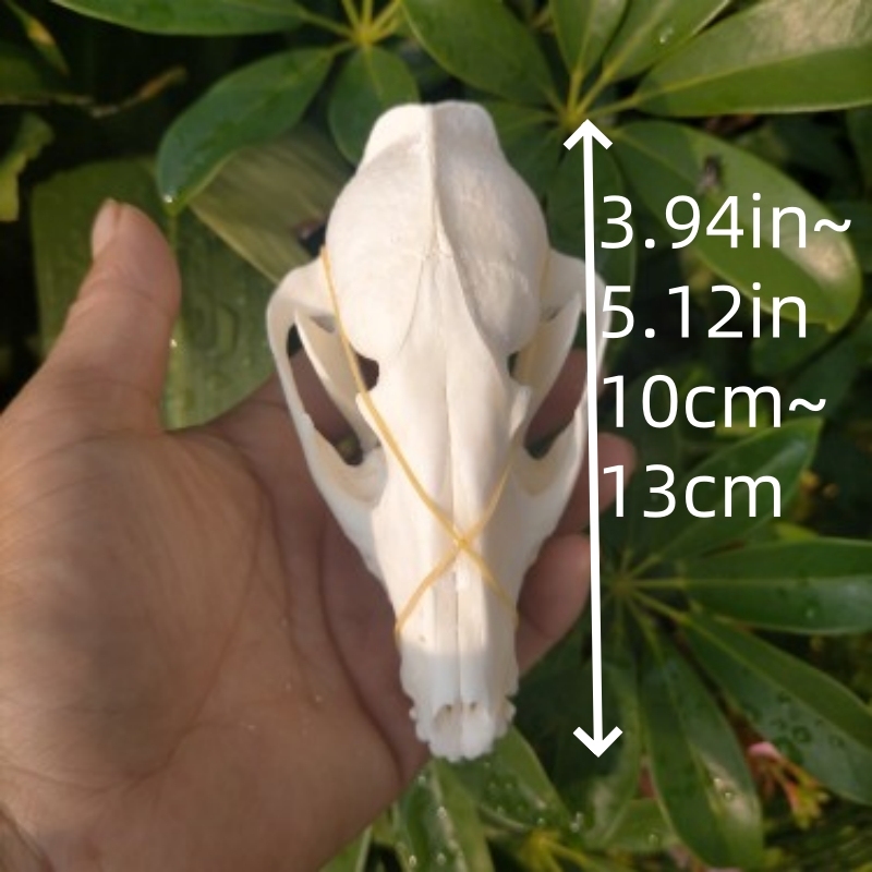 2115 Wholesale series 1/5/10 Pcs Crocodile Skull Artwork Decorative Sculpture Lot Premium Quality Animal Skull Home Decor Science