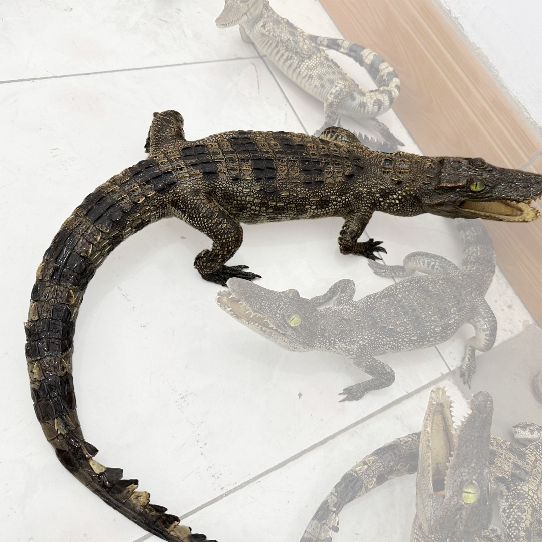 2200 Super 1M Crawling Crocodile Specimen Handmade Customized Dark Style Halloween Horror Resin Artwork Creative Birthday Gifts