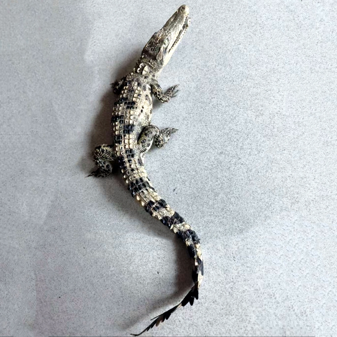 2200 Super 1M Crawling Crocodile Specimen Handmade Customized Dark Style Halloween Horror Resin Artwork Creative Birthday Gifts