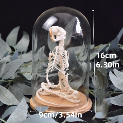 2011 Taxidermy Meditating Rodent Skeleton Zen Art Mystical Body Sculpture Contemplative Creature Shadowbox Display Handcrafted