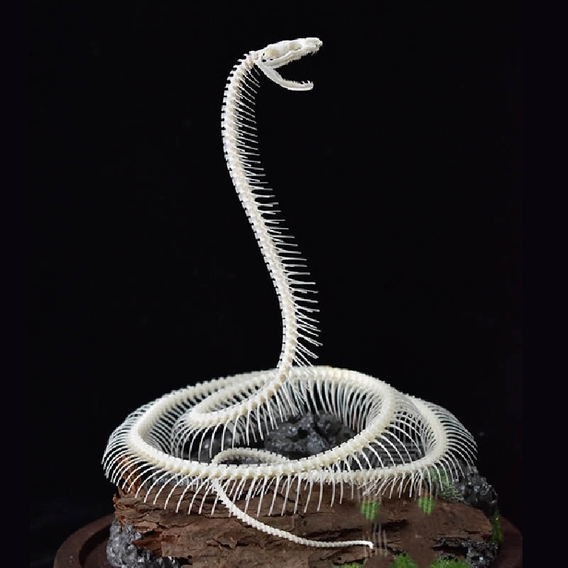 2014 Taxidermy Serpentine Skeletal Art Synthetic Landscape Display Mythical Reptile Bone Ascending Gothic Curio Cabinet Artisan Replica