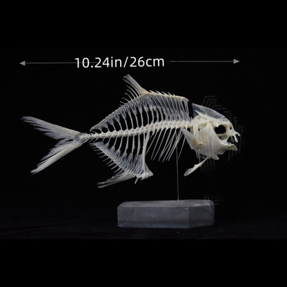 2021 Taxidermy Golden Pomfret Fish Skeleton Replica Bone Model Educational Science Display Art Craft Collection Marine Biology Study Decor