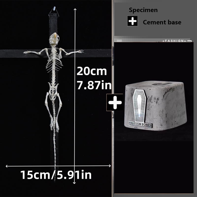 2025 Taxidermy Cruciform Rodent Skeletal Art Gothic Altar Relic Victor