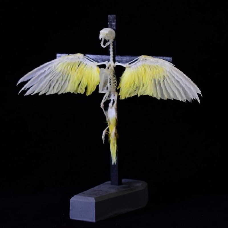 2026 Taxidermy Avian Cruciform Skeletal Art Gothic Reliquary Display Bone Configuration Victorian Ornithology Replica Ecclesiastical Bird