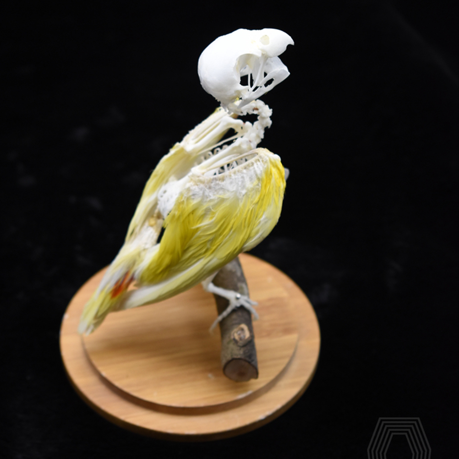 2031 Taxidermy Erect Avian Skeletal Art Glass Dome Display Victorian Osteology Study Bone Articulation Replica Vertical Bird Ossuary