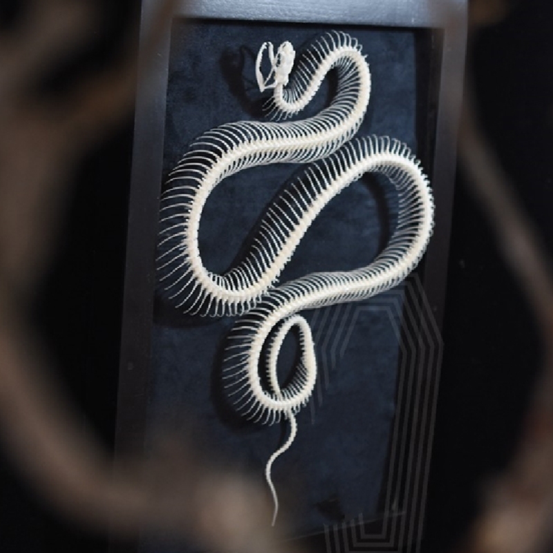 2032 Txidermy Ophidian Skeletal Art Shadowbox Gothic Anatomy Display Articulated Bone Configuration Replica Serpentine Ossuary Framed Art