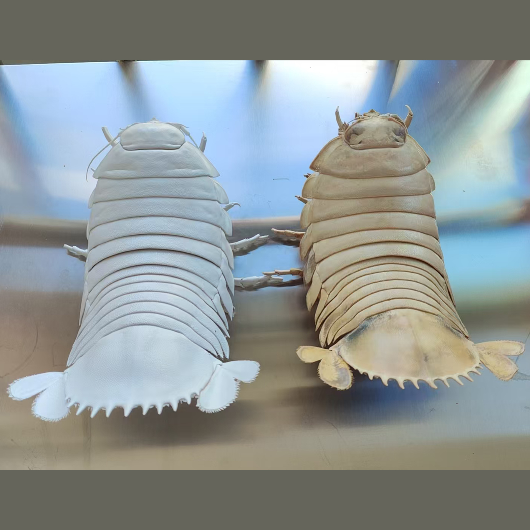 2242 Giant Bathynomus Giganteus Insect Resin Art Decoration Size 40cm Entomological Display Decoration Natural Home Accessories