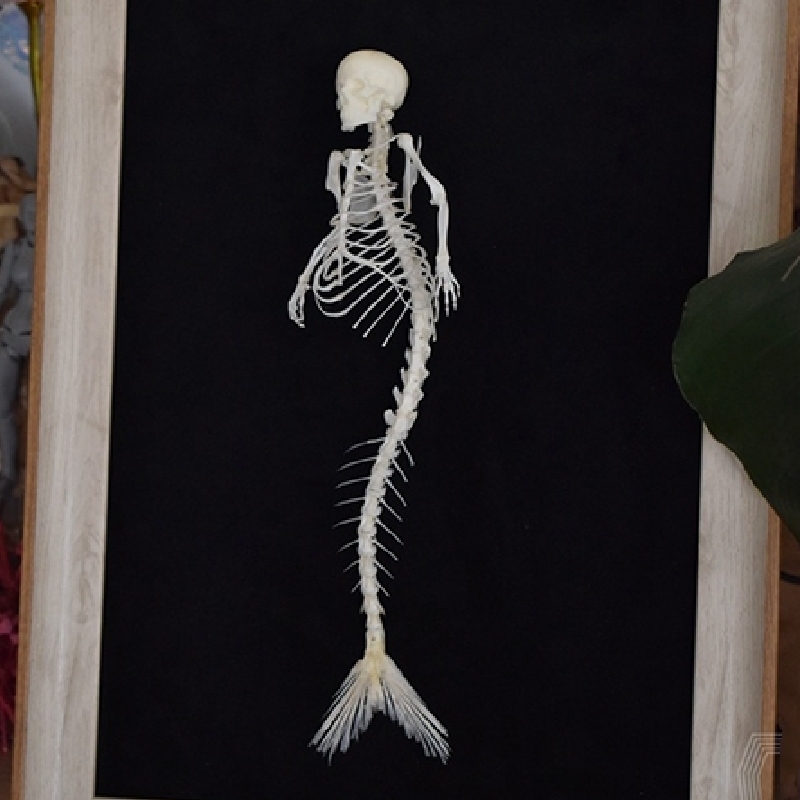 2012 Taxidermy Mythical Mermaid Skeleton Art Oceanic Bone Sculpture Aquatic Mythology Display Curio Cabinet Gothic Sea Decor Artisan