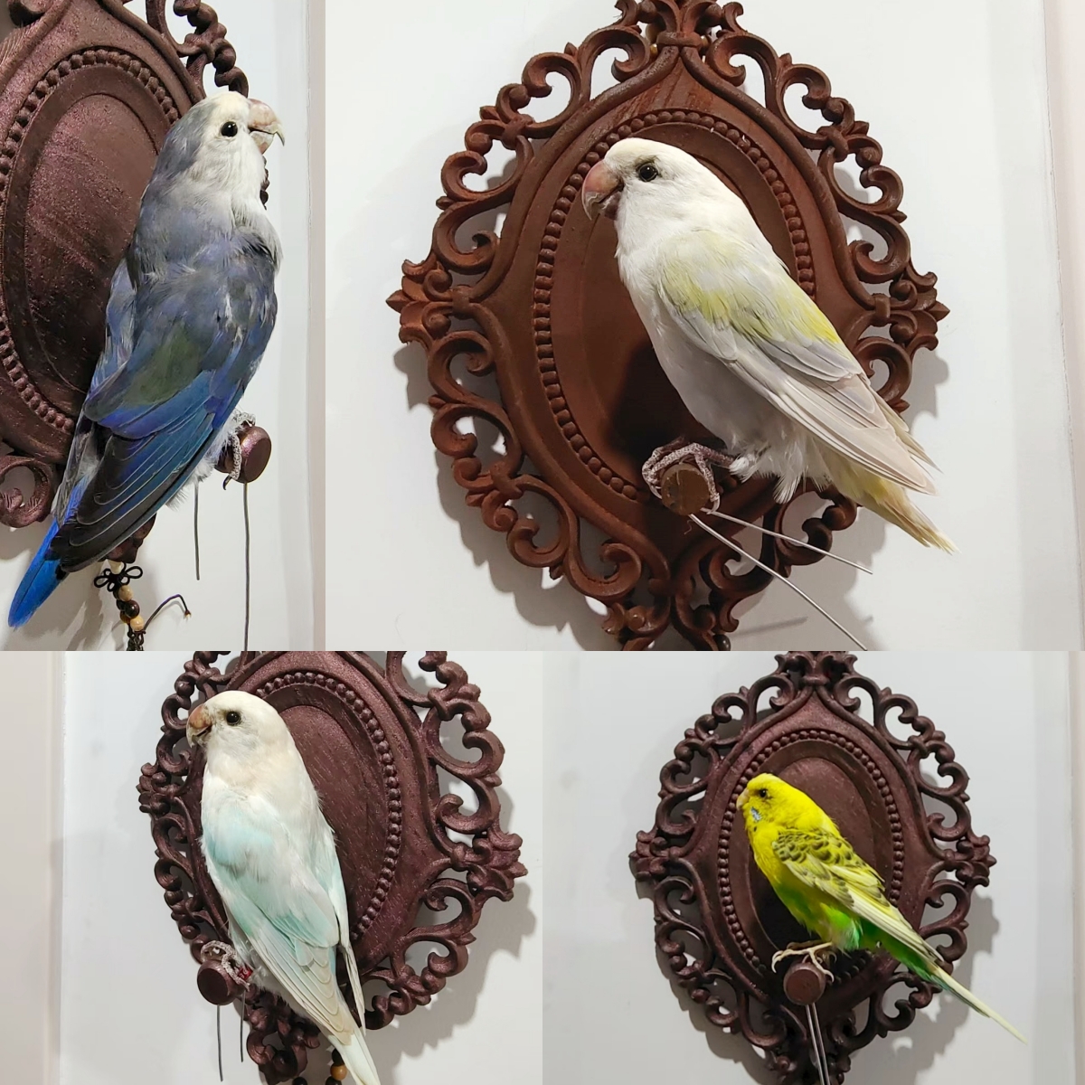 2017 Wholesale Taxidermy Bird Sculpture Retro Decorative Board Home Animal Jewelry Pendant Wedding Supplies Christmas Halloween Gifts