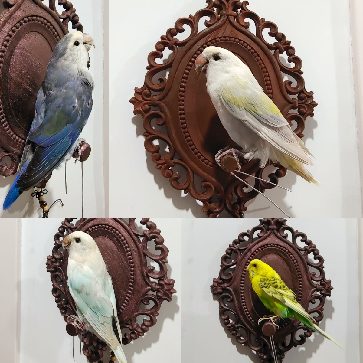 2017 Wholesale Taxidermy Bird Sculpture Retro Decorative Board Home Animal Jewelry Pendant Wedding Supplies Christmas Halloween Gifts