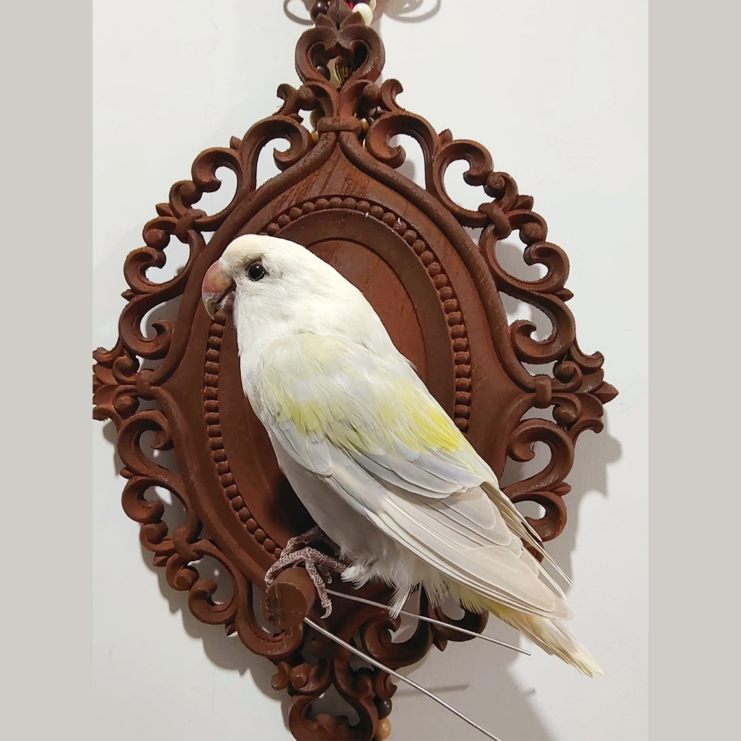 2017 Wholesale Taxidermy Bird Sculpture Retro Decorative Board Home Animal Jewelry Pendant Wedding Supplies Christmas Halloween Gifts