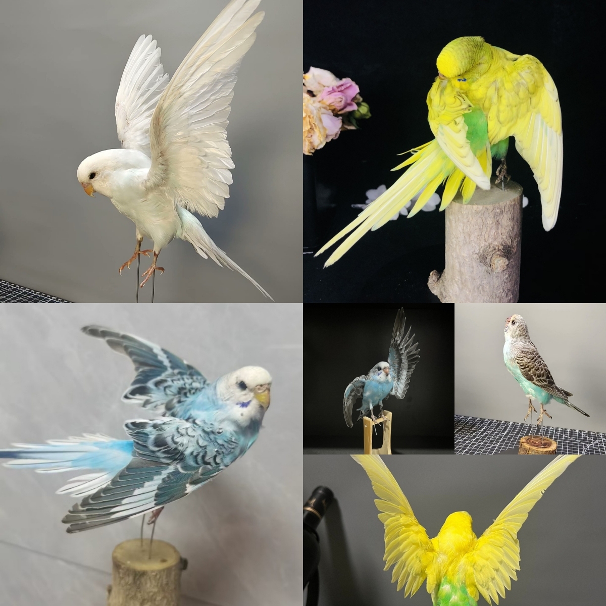 2042 Wholesale Parrot Taxidermy Family Garden Bird Dark specimen Decoration Miniature Halloween Christmas Wedding party supplies