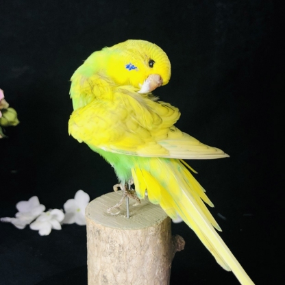 2042 Wholesale Parrot Taxidermy Family Garden Bird Dark specimen Decoration Miniature Halloween Christmas Wedding party supplies