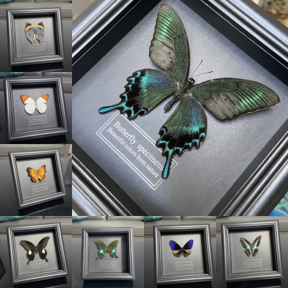 2047 Wholesale series 1/5/10pcs  Butterfly Specimen Painting Science Education Collection Wedding Decoration Christmas Halloween Gifts