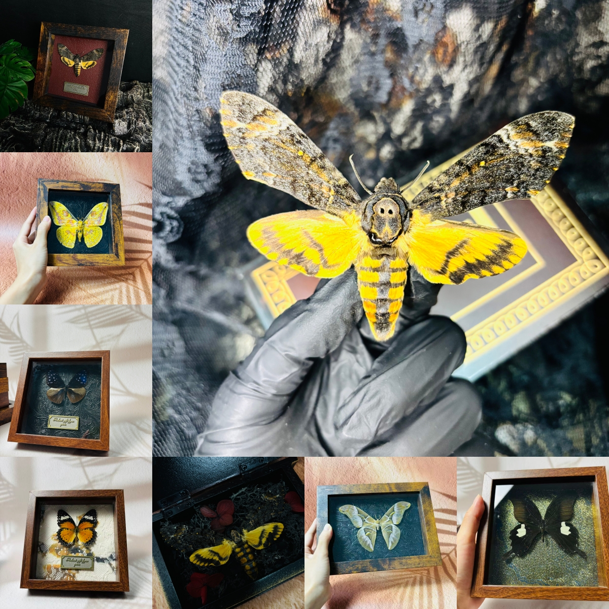 2051 Wholesale series 1/5/10pcs Death-headed Eagle Moth Gift Specimen Painting Gothic Art Creepy Weird Halloween Supplies Silent Lamb