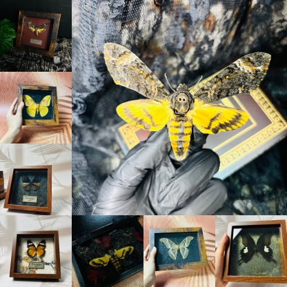 2051 Wholesale series 1/5/10pcs Death-headed Eagle Moth Gift Specimen Painting Gothic Art Creepy Weird Halloween Supplies Silent Lamb