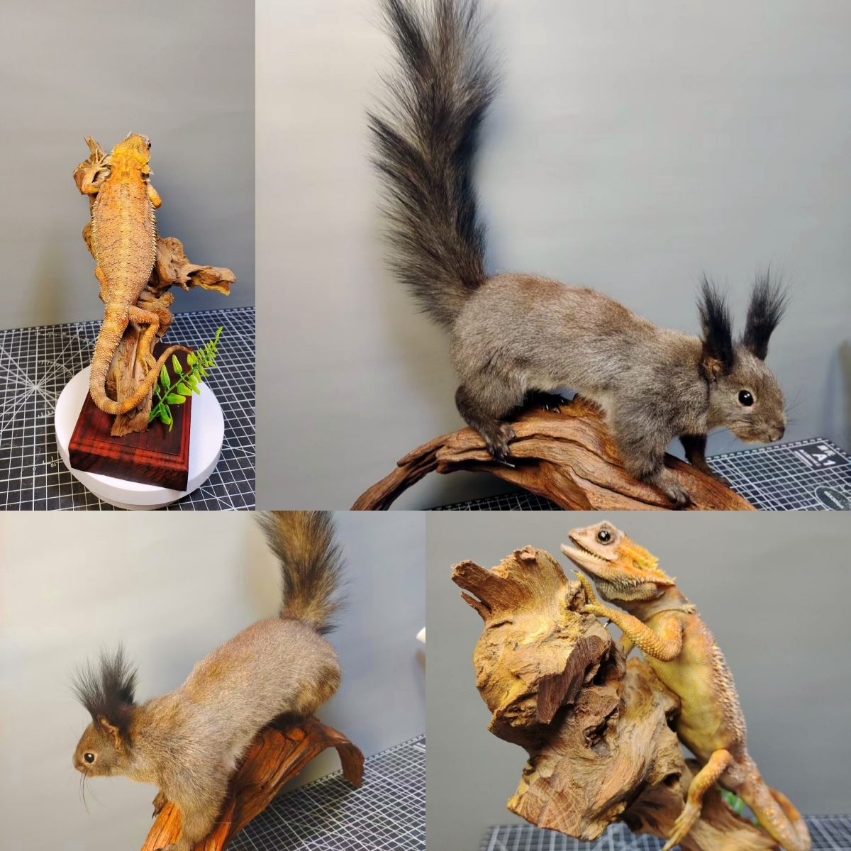 2056 Boutique series Lizard squirrel Taxidermy Animal Specimen Art Home Decor Handmade Craft for Reptile Collectors Gothic Halloween Christmas Gift