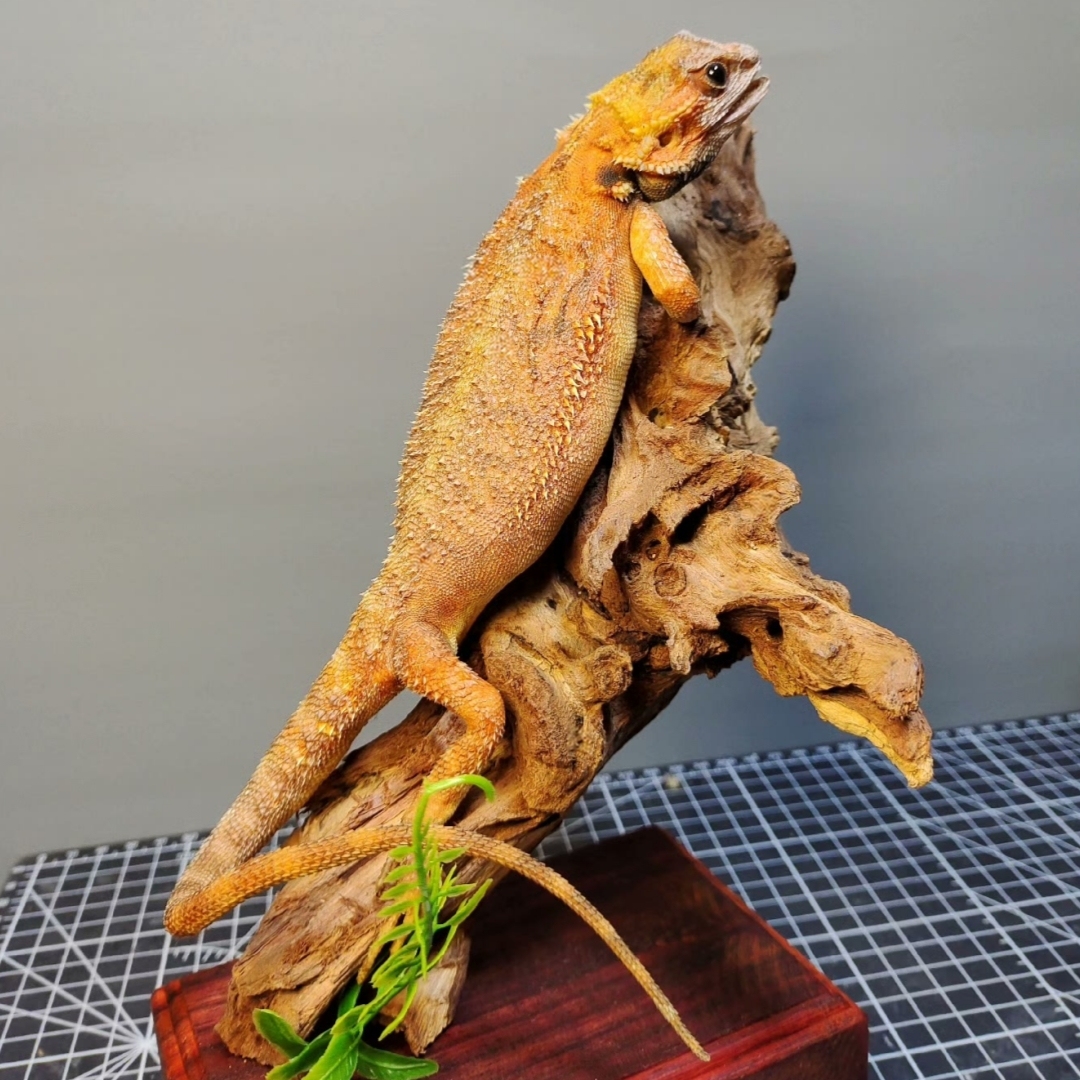 2056 Boutique series Lizard squirrel Taxidermy Animal Specimen Art Home Decor Handmade Craft for Reptile Collectors Gothic Halloween Christmas Gift