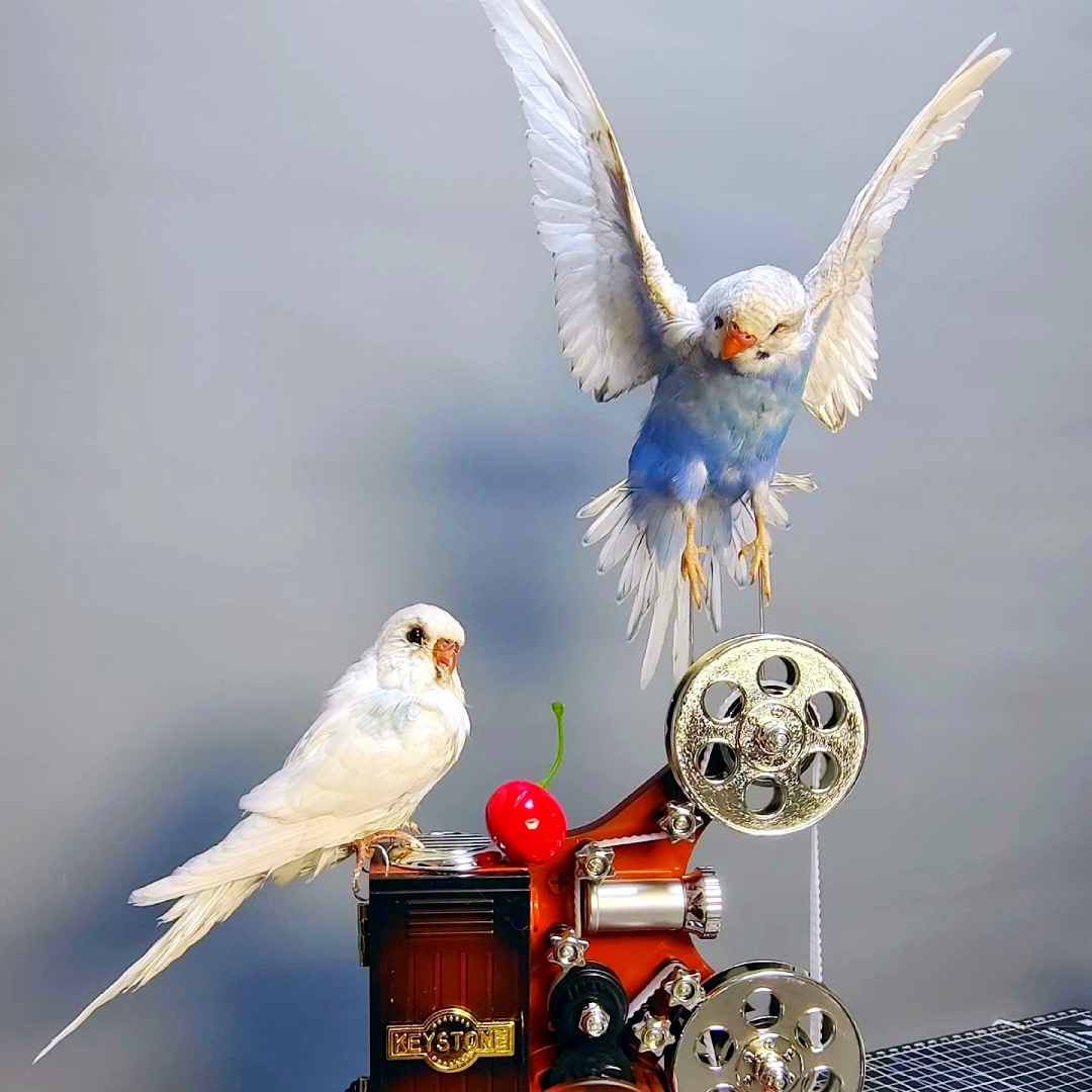 2065 Boutique series Dancing Bird with Rotating Music Box Sculpture Home Decor Ornament for Wedding Gift Christmas Halloween Party Supplies