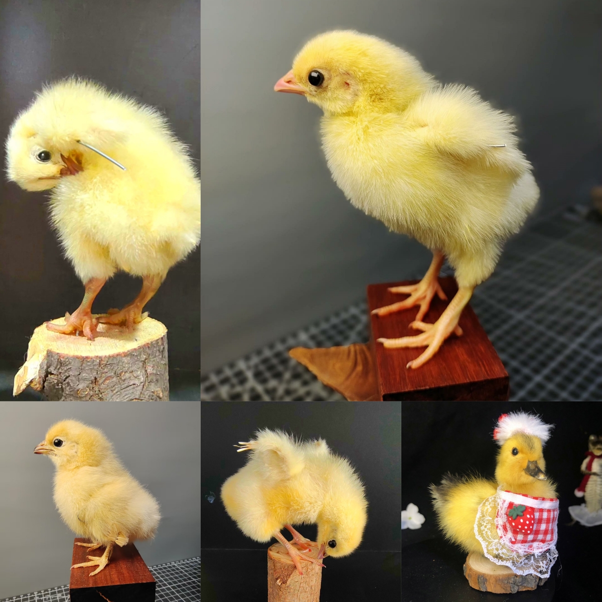 2068 Wholesale Chicken Duck Models for Wedding Decoration Christmas Halloween Party Ornament Science Teaching Props Figurines
