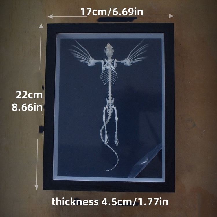 2005 Taxidermy Steampunk Mouse Skeleton Art Framed Shadowbox Fishbone Wing Flying Rodent Gothic Wall Decor Curio Cabinet Replica Oddity