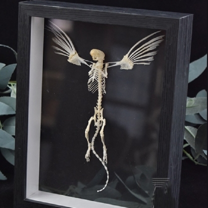 2005 Taxidermy Steampunk Mouse Skeleton Art Framed Shadowbox Fishbone Wing Flying Rodent Gothic Wall Decor Curio Cabinet Replica Oddity
