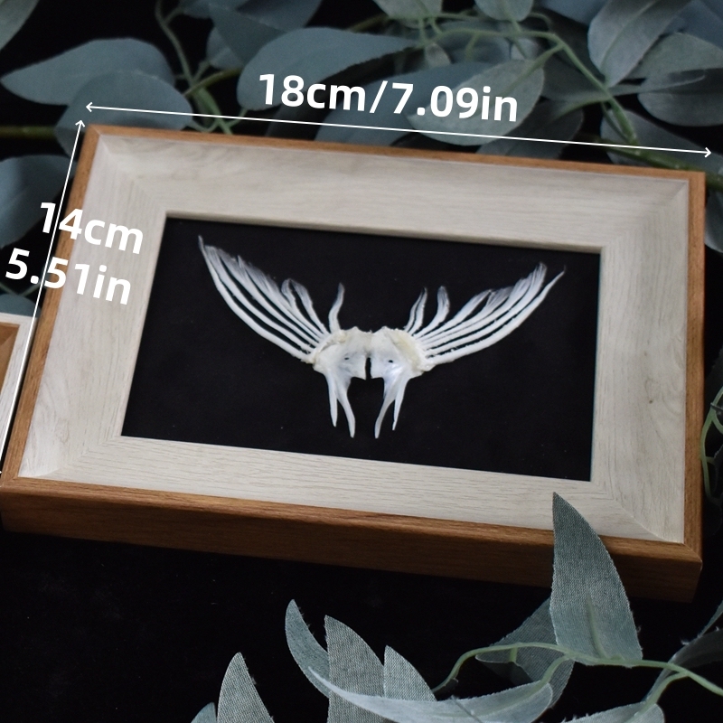 2006 Taxidermy Framed Fish Tail Bone Art Marine Biology Display Oceani