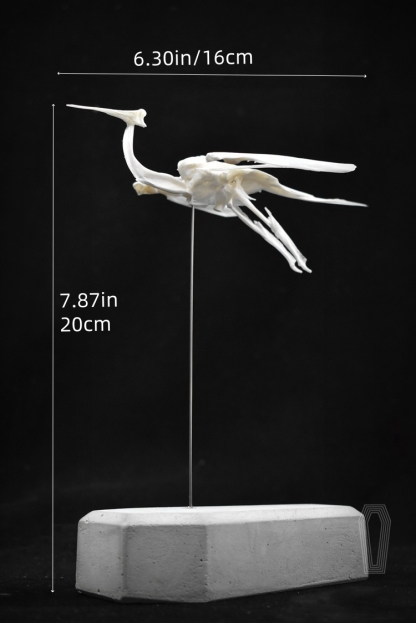 2008 Taxidermy Artificial Bone Crane Figurine Craft Sculpture Oriental Home Decor Spiritual Symbol Artifact Shelf Display Mythical Replica