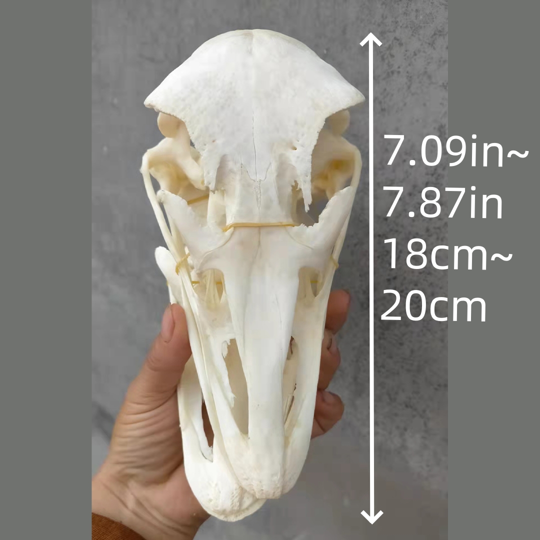 2115 Wholesale series 1/5/10 Pcs Crocodile Skull Artwork Decorative Sculpture Lot Premium Quality Animal Skull Home Decor Science