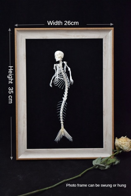 2012 Taxidermy Mythical Mermaid Skeleton Art Oceanic Bone Sculpture Aquatic Mythology Display Curio Cabinet Gothic Sea Decor Artisan