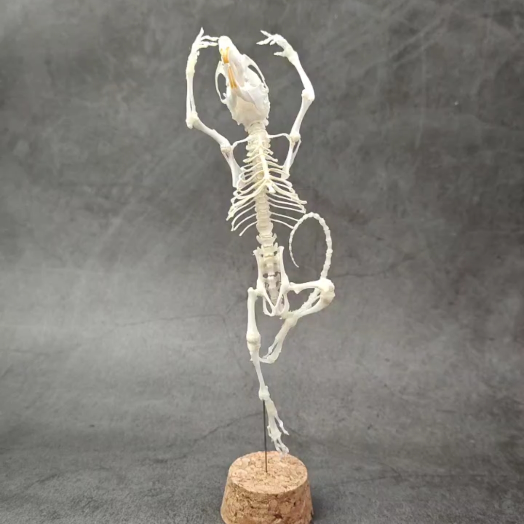 2048 Ballet mouse bone Taxidermy decoration Unique home furnishing Bone craft display Halloween party supplies