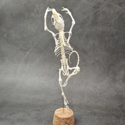 2048 Ballet mouse bone Taxidermy decoration Unique home furnishing Bone craft display Halloween party supplies