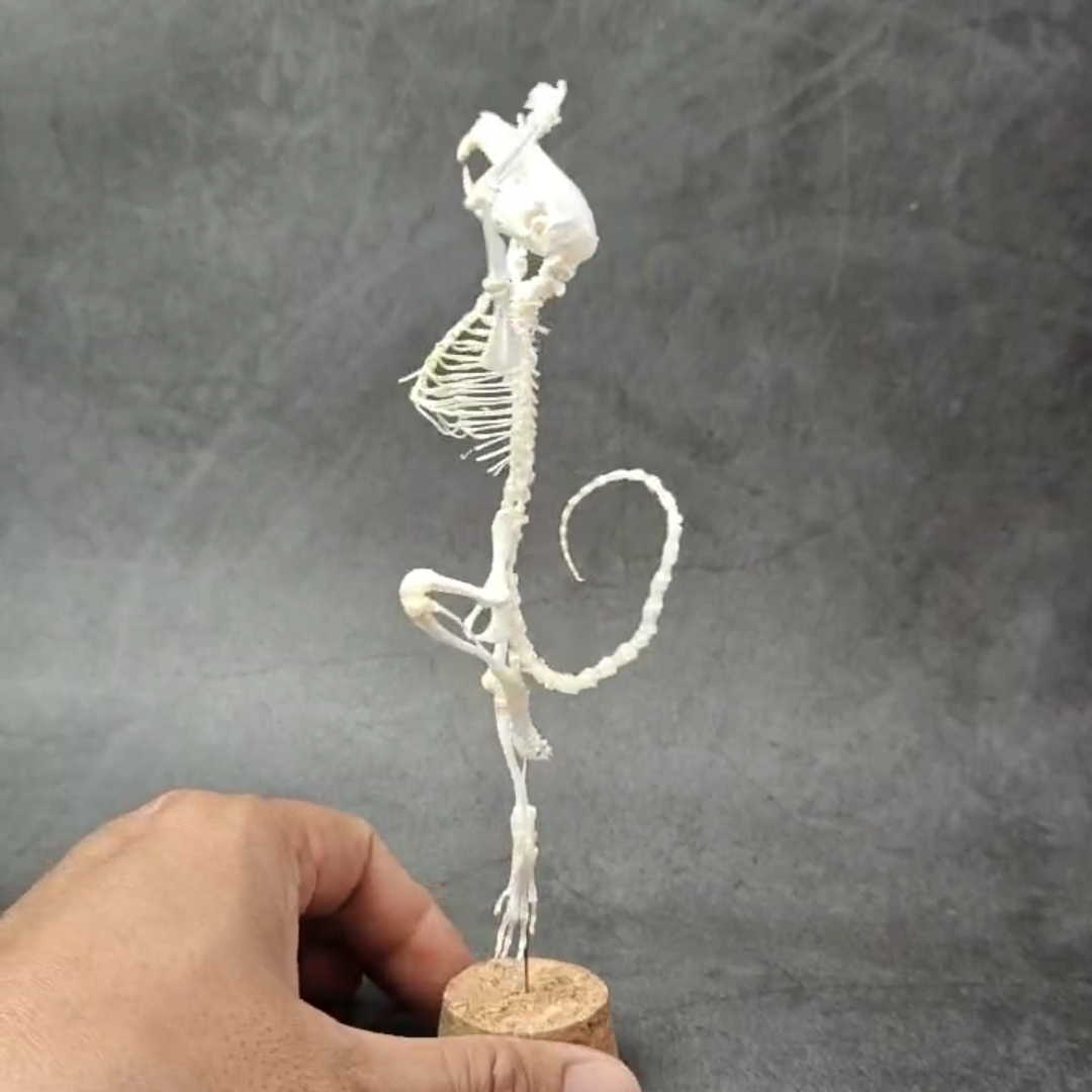 2048 Ballet mouse bone Taxidermy decoration Unique home furnishing Bone craft display Halloween party supplies