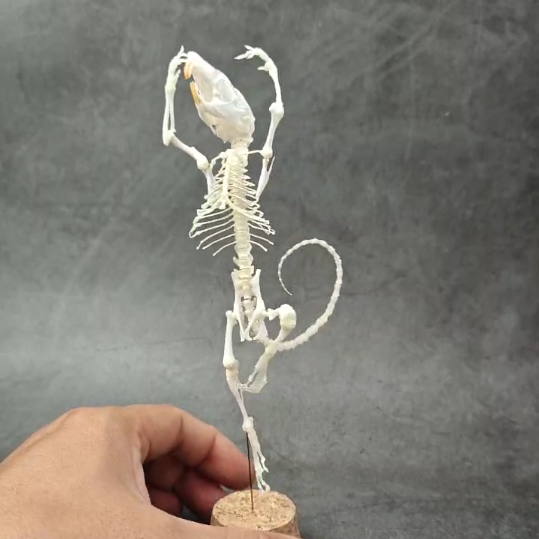 2048 Ballet mouse bone Taxidermy decoration Unique home furnishing Bone craft display Halloween party supplies