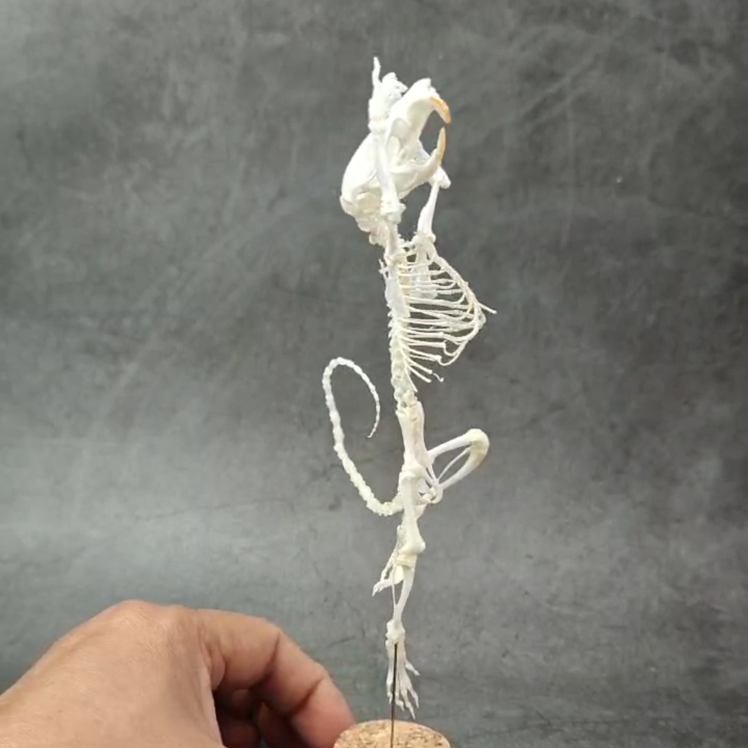 2048 Ballet mouse bone Taxidermy decoration Unique home furnishing Bone craft display Halloween party supplies