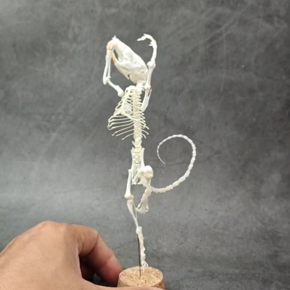 2048 Ballet mouse bone Taxidermy decoration Unique home furnishing Bone craft display Halloween party supplies