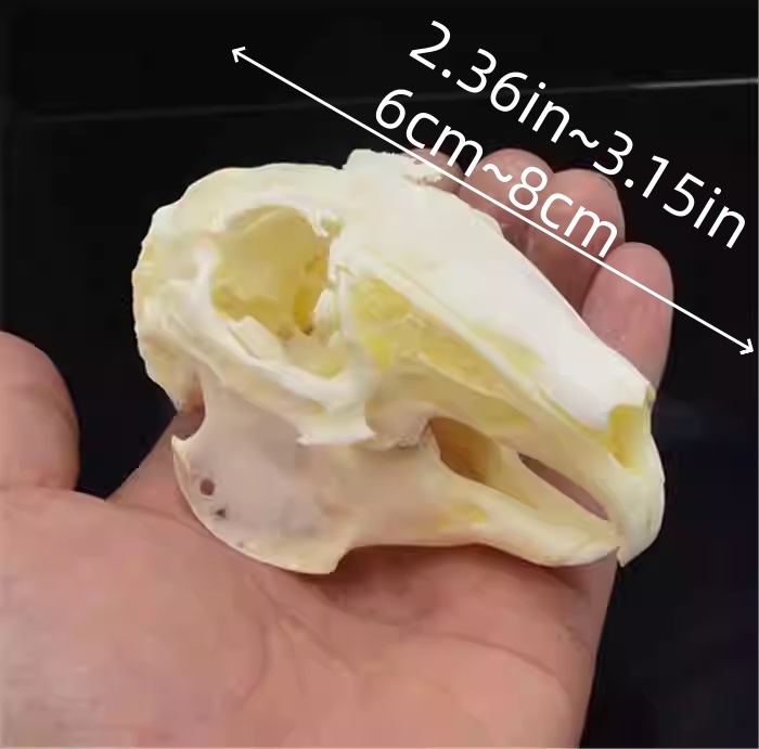 2115 Wholesale series 1/5/10 Pcs Crocodile Skull Artwork Decorative Sculpture Lot Premium Quality Animal Skull Home Decor Science