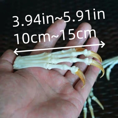 2115 Wholesale series 1/5/10 Pcs Crocodile Skull Artwork Decorative Sculpture Lot Premium Quality Animal Skull Home Decor Science