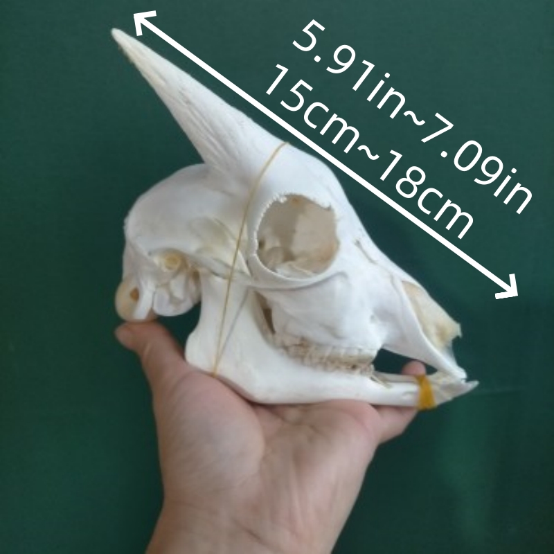 2115 Wholesale series 1/5/10 Pcs Crocodile Skull Artwork Decorative Sculpture Lot Premium Quality Animal Skull Home Decor Science