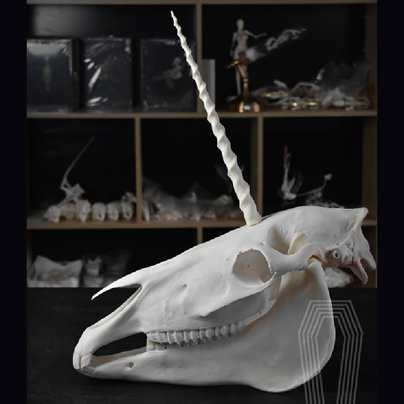 2124 Boutique series Original Unicorn Skull Bone Specimen Teaching Sculpture Animal Crafts Art Collectibles Desktop Ornament Brithday Gift