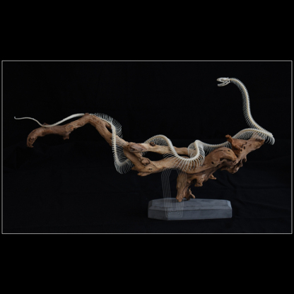 2112 Boutique series Deadwood Coiled Snake Animal Skeleton Specimen Home Decorative Ornaments Sculpture Collection Friends Relatives Gifts