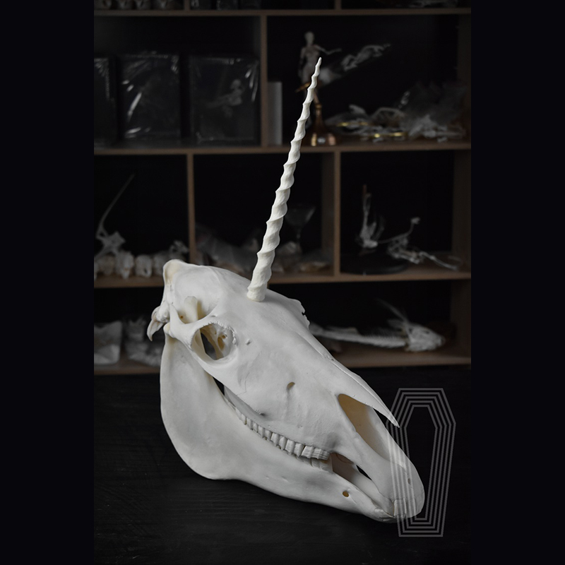 2124 Boutique series Original Unicorn Skull Bone Specimen Teaching Sculpture Animal Crafts Art Collectibles Desktop Ornament Brithday Gift