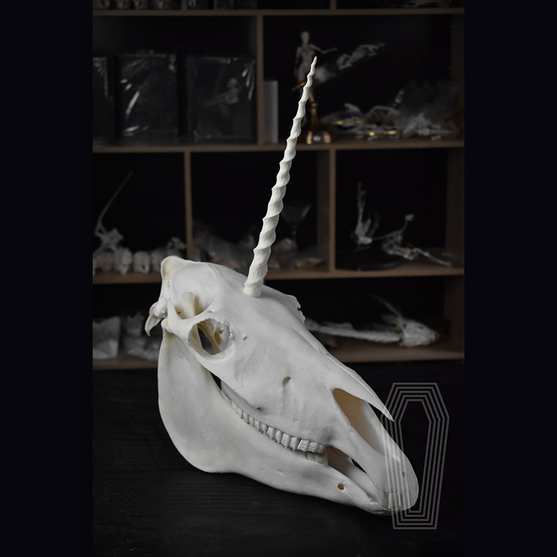 2124 Boutique series Original Unicorn Skull Bone Specimen Teaching Sculpture Animal Crafts Art Collectibles Desktop Ornament Brithday Gift