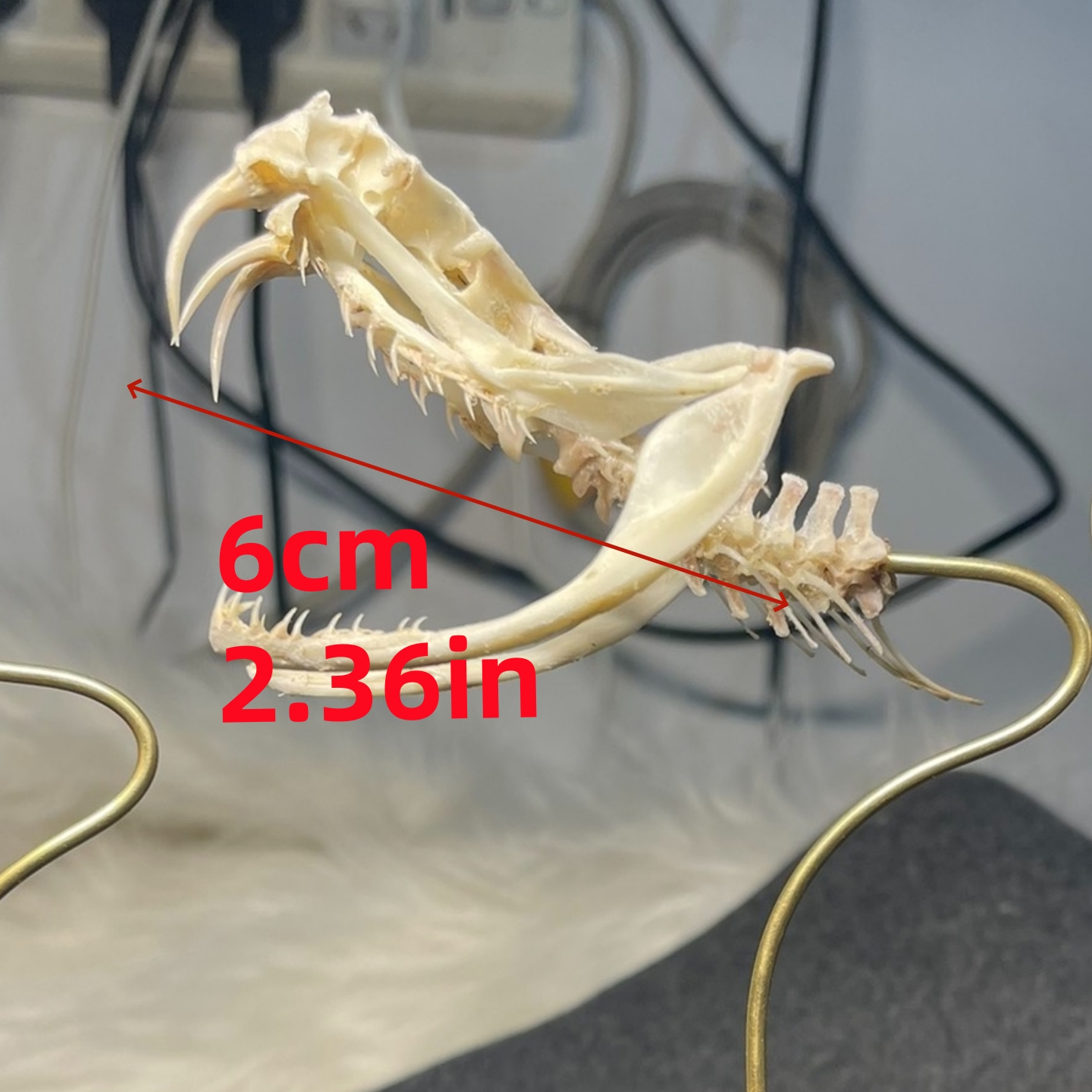 2115 Wholesale series 1/5/10 Pcs Crocodile Skull Artwork Decorative Sculpture Lot Premium Quality Animal Skull Home Decor Science